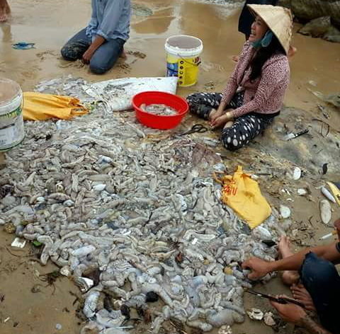 Phú Quốc: Hàng ngàn hải sâm dạt vào bờ, nguy cơ gì?